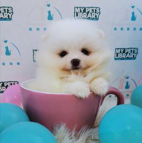Pomeranian
