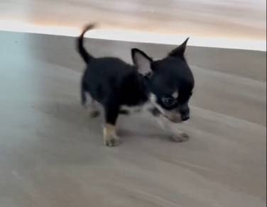 Chiwawa black M