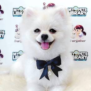 Pomeranian