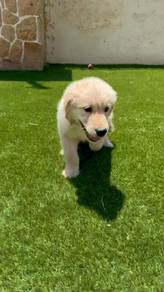 Golden Rotteweiler 