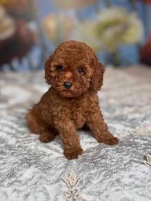 purebreed poodle puppies available 