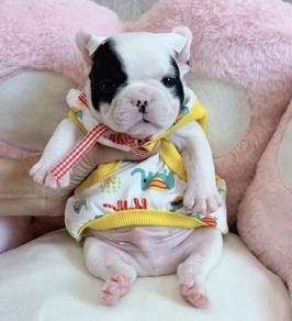 FRENCH BULLDOG PUPPIES 🌻VIP746 Boy -Girl