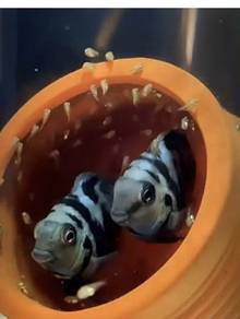 Mini Parrot Fish 小鹦鹉
