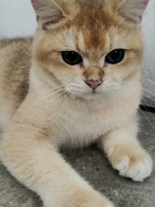 Golden British Shorthair 