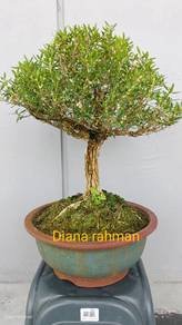 bonsai buxus