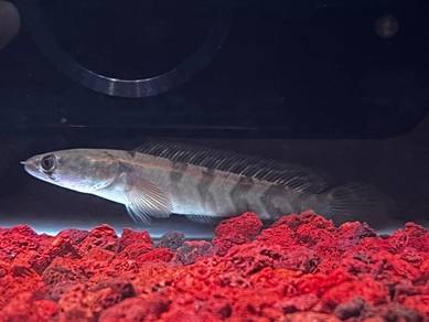 Ikan Channa Aquarium Fish Red Barito 4.5inch_RB-03