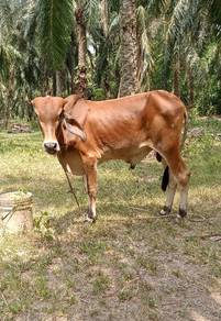 lembu jantan