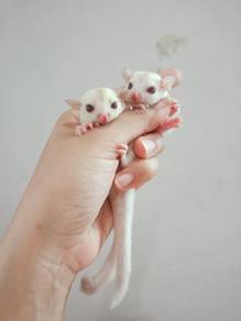 Sugar Glider Creamino