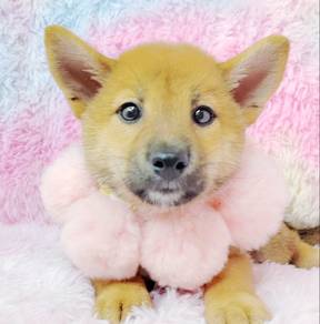 Shiba Inu