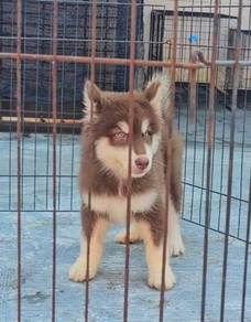 Siberian Husky Puppy