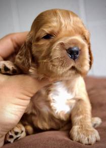 K4910 Magic-tailed English Cocker Spaniel Sweet Fa