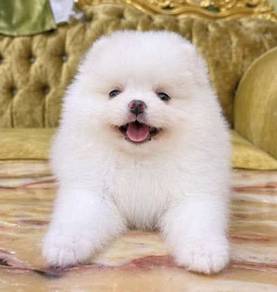 POMERANIAN PUPPIES A154 🌻 Sort of shine Female