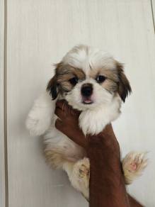 shihtzu ~4