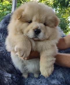 CHow Chow