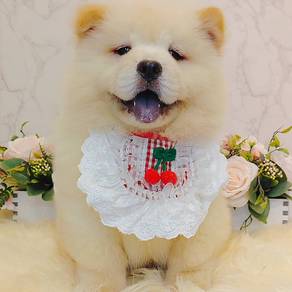 Chow Chow