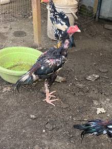 Ayam bangkok klasik
