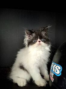 kucing untuk rehome