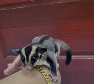 sugar glider cgray male