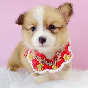 Corgi Welsh