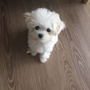 Endearing Maltese Cute Little White Puppy Puppy Do