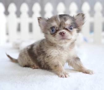 CHIHUAHUA PUPPIES VIP93🌷Head Apple Bonnie Dog