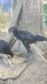Ayam