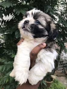 SHIH TZU PUPPIES A294 🌻 Small Dog Fluffy Male
