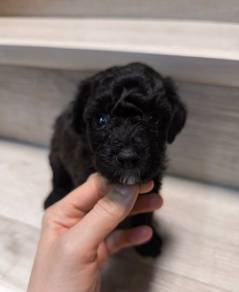 Toy poodle