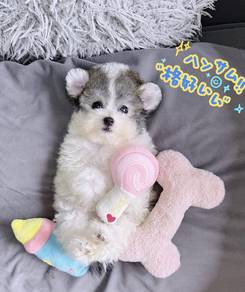 MINI POODLE PUPPIES S117 🌻 Premium Puppy