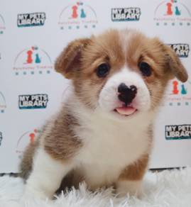 Welsh Corgi