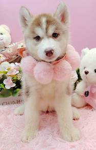 Wooly Husky