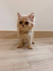 Kitten Anak Kucing Persian 2 bulan