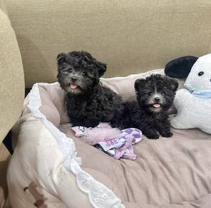 MINI POODLE PUPPIES S130 🌻 Bear Face Silver Grey