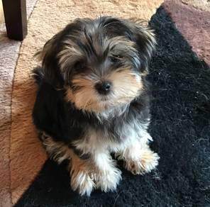 G3127 Gentle Silkse Yorkie Look Puppy Baby Dog