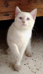 British Shorthair Kitten