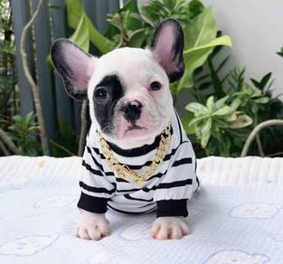 FRENCH BULLDOG PUPPIES VIP163🌻 Boy