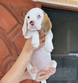 BEAGLE PUPPIES F95 🌻 Rehome Male ~Female