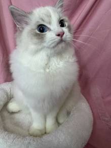 Ragdoll