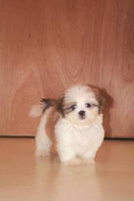 E14 Sweet Shih Tzu Dog
