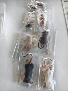 frozen mice