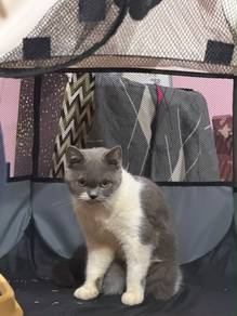 bsh