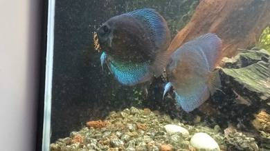 Discus pair