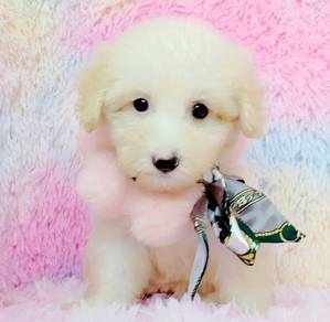 Maltipoo
