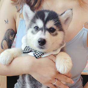Wooly Husky