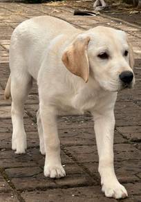 Labrador Retriever