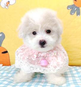 Maltipoo