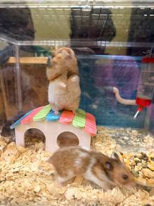 hamster (syrian)