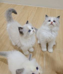 ragdoll