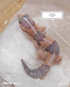 Fattail Gecko 