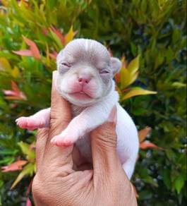 Lilac Chiwawa